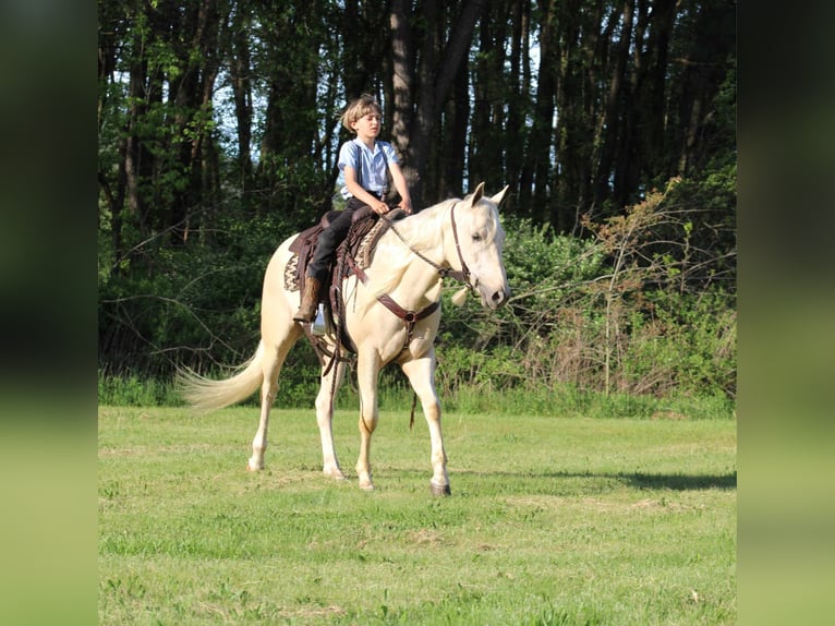 American Quarter Horse Castrone 3 Anni 155 cm Palomino in Rebersburg