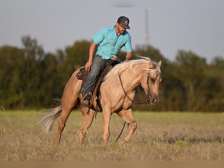 American Quarter Horse Castrone 3 Anni 155 cm Palomino in Waco, TX