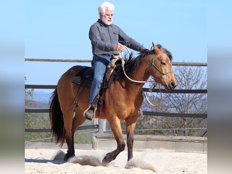 American Quarter Horse Castrone 3 Anni 155 cm Pelle di daino in Müglitztal