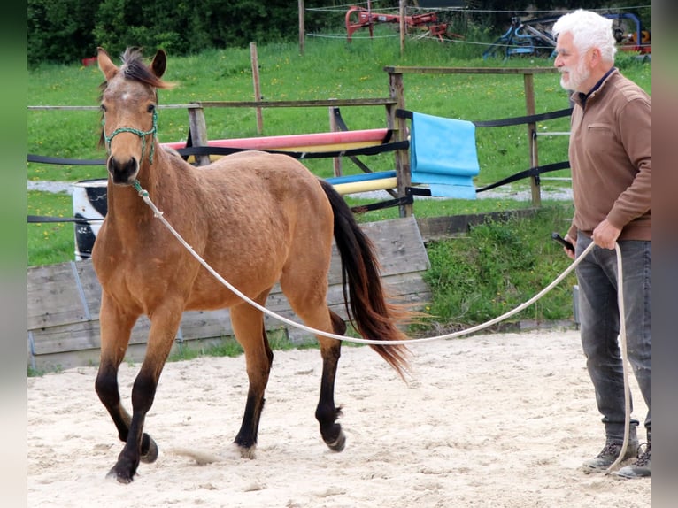 American Quarter Horse Castrone 3 Anni 155 cm Pelle di daino in Müglitztal