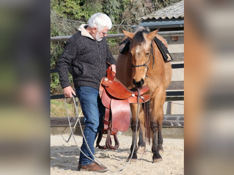 American Quarter Horse Castrone 3 Anni 155 cm Pelle di daino in Müglitztal