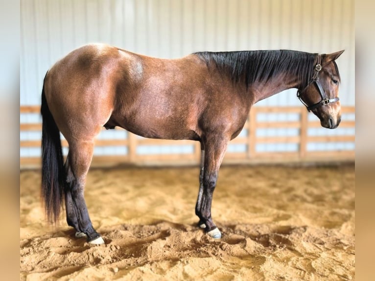 American Quarter Horse Castrone 3 Anni 155 cm Pelle di daino in Benton, KY