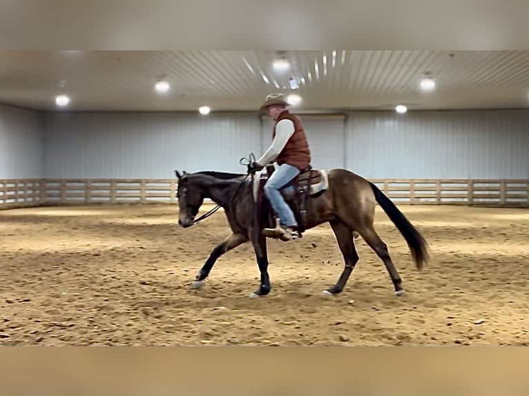 American Quarter Horse Castrone 3 Anni 155 cm Pelle di daino in Benton, KY