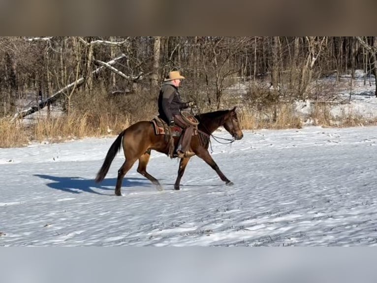 American Quarter Horse Castrone 3 Anni 155 cm Pelle di daino in Benton, KY