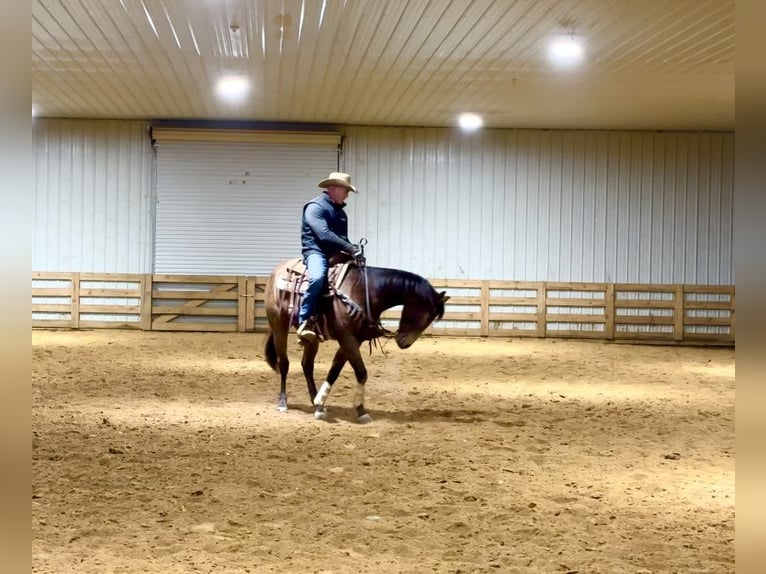 American Quarter Horse Castrone 3 Anni 155 cm Pelle di daino in Benton, KY