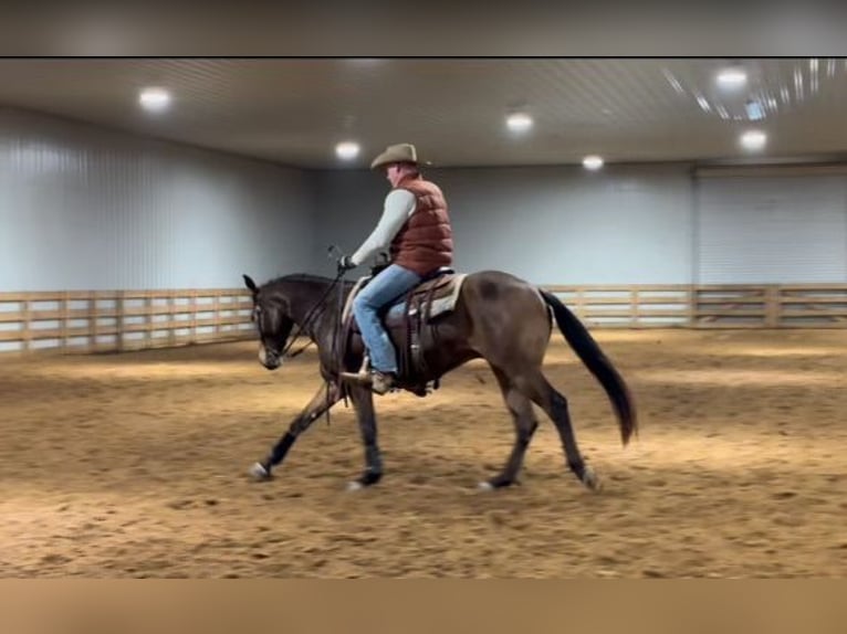 American Quarter Horse Castrone 3 Anni 155 cm Pelle di daino in Benton, KY