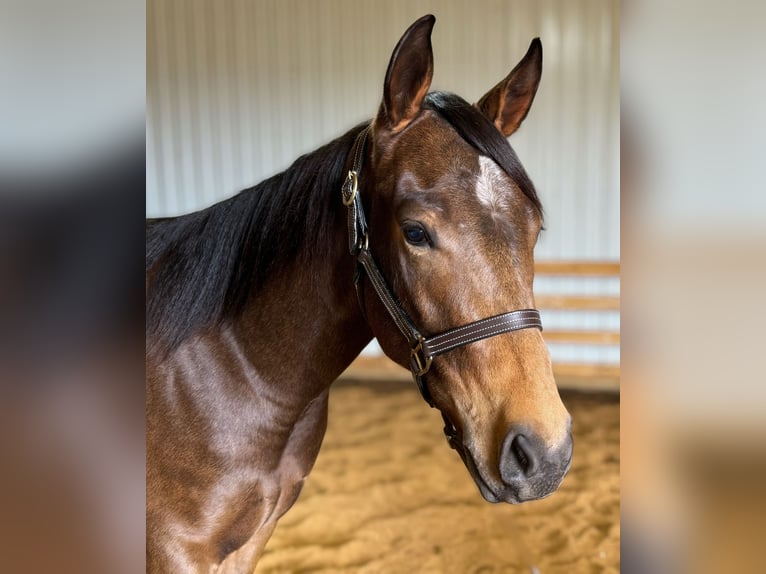 American Quarter Horse Castrone 3 Anni 155 cm Pelle di daino in Benton, KY