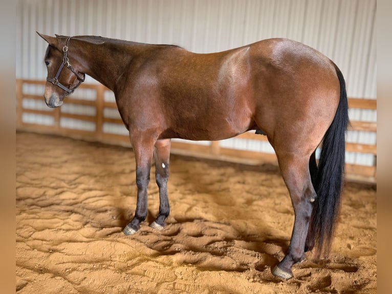 American Quarter Horse Castrone 3 Anni 155 cm Pelle di daino in Benton, KY