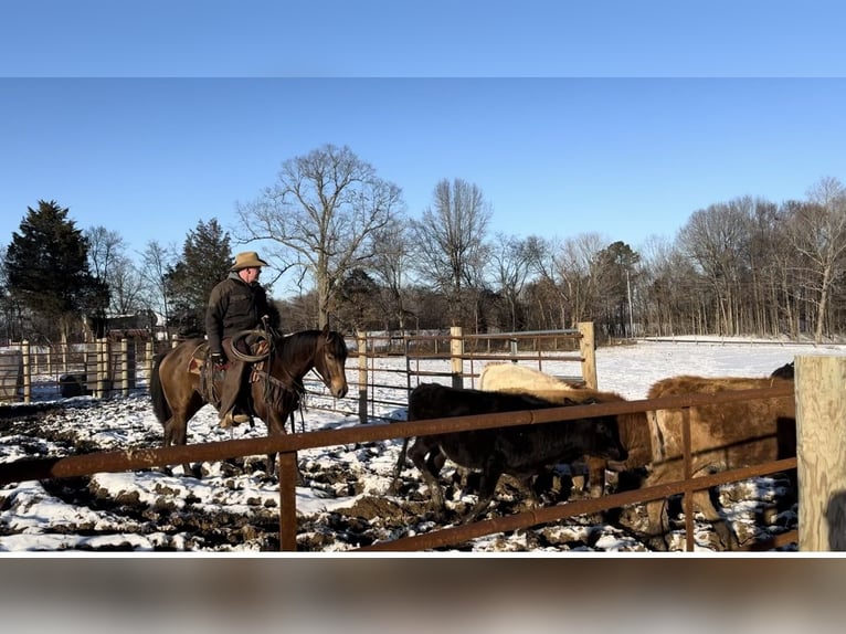 American Quarter Horse Castrone 3 Anni 155 cm Pelle di daino in Benton, KY