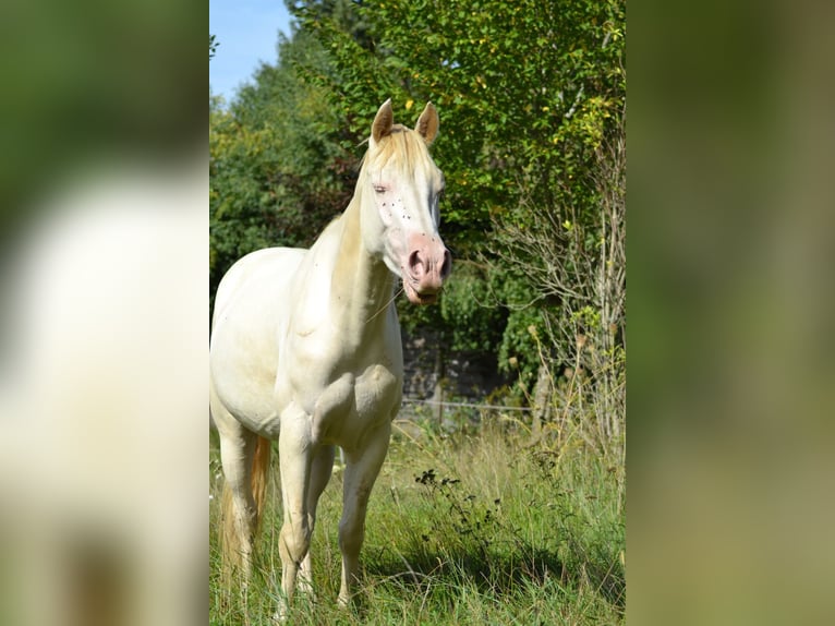 American Quarter Horse Castrone 3 Anni 155 cm Perlino in Aichach