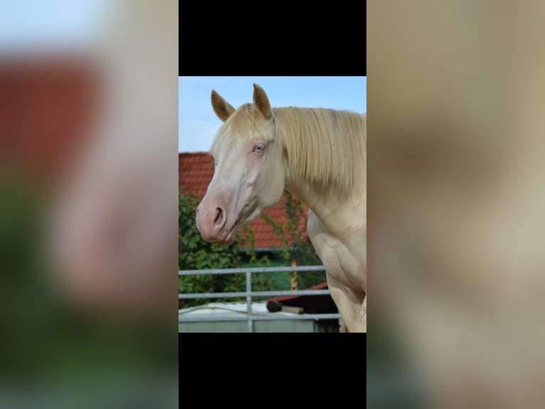 American Quarter Horse Castrone 3 Anni 155 cm Perlino in Aichach