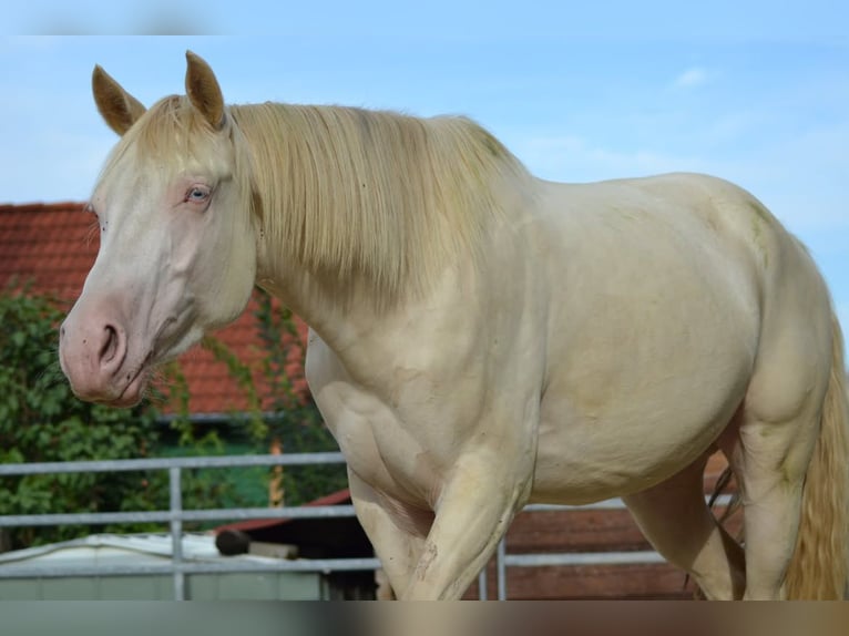American Quarter Horse Castrone 3 Anni 155 cm Perlino in Aichach