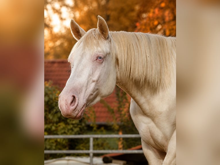 American Quarter Horse Castrone 3 Anni 155 cm Perlino in Aichach