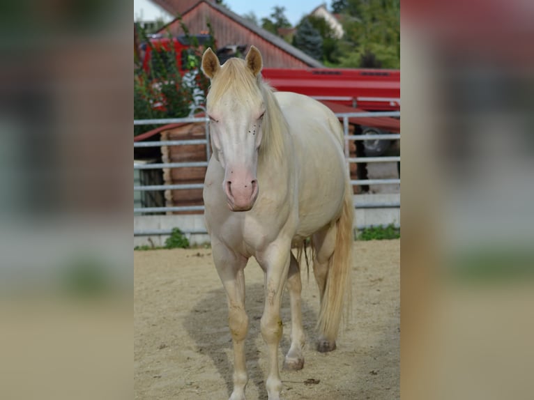 American Quarter Horse Castrone 3 Anni 155 cm Perlino in Aichach