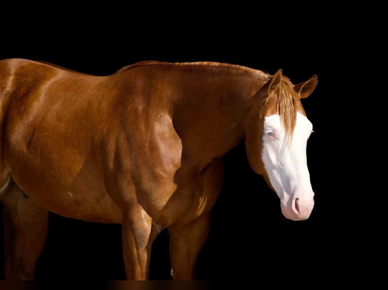 American Quarter Horse Castrone 3 Anni 155 cm Red dun in Marshall, MO