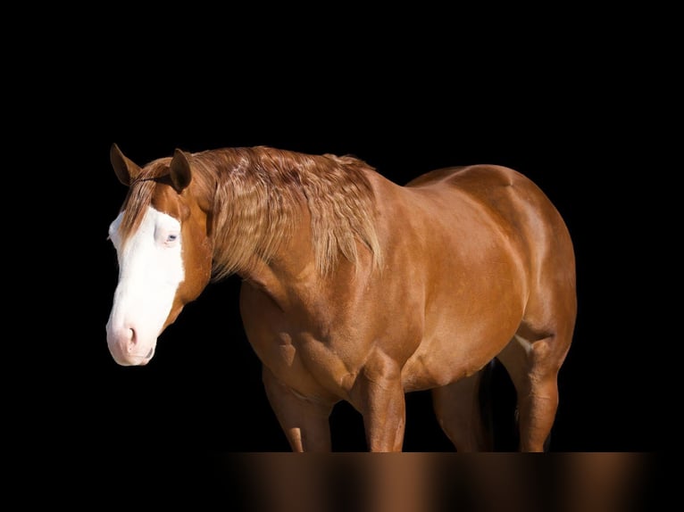 American Quarter Horse Castrone 3 Anni 155 cm Red dun in Marshall, MO