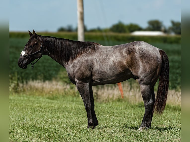 American Quarter Horse Castrone 3 Anni 155 cm Roano blu in Joy