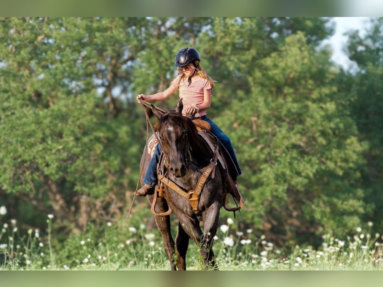 American Quarter Horse Castrone 3 Anni 155 cm Roano blu in Joy