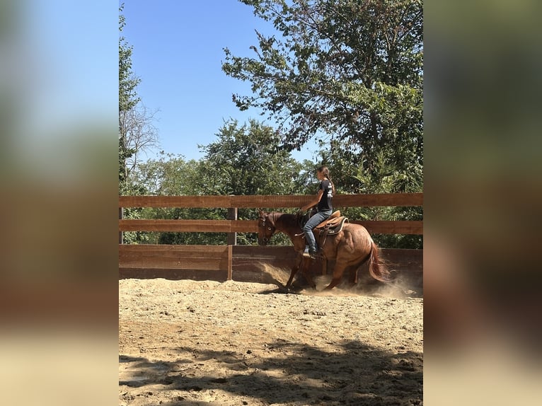 American Quarter Horse Castrone 3 Anni 155 cm Roano rosso in Cortazzone