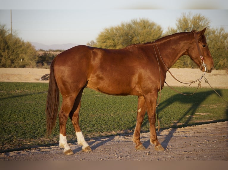 American Quarter Horse Castrone 3 Anni 155 cm Sauro ciliegia in Phoenix