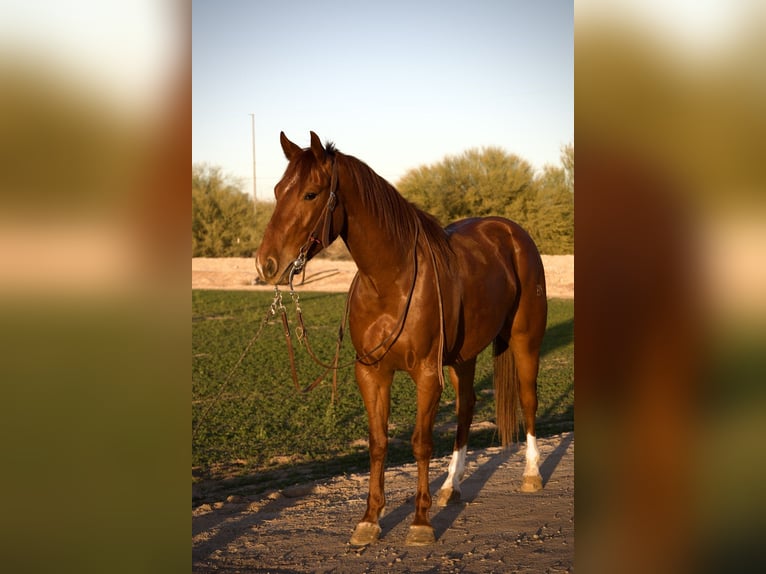 American Quarter Horse Castrone 3 Anni 155 cm Sauro ciliegia in Phoenix