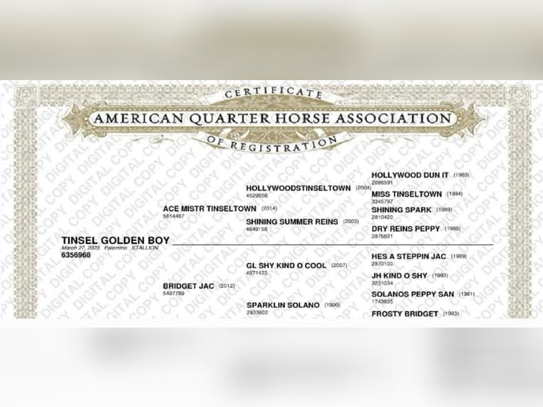 American Quarter Horse Castrone 3 Anni 156 cm Palomino in Wasserburg am Inn