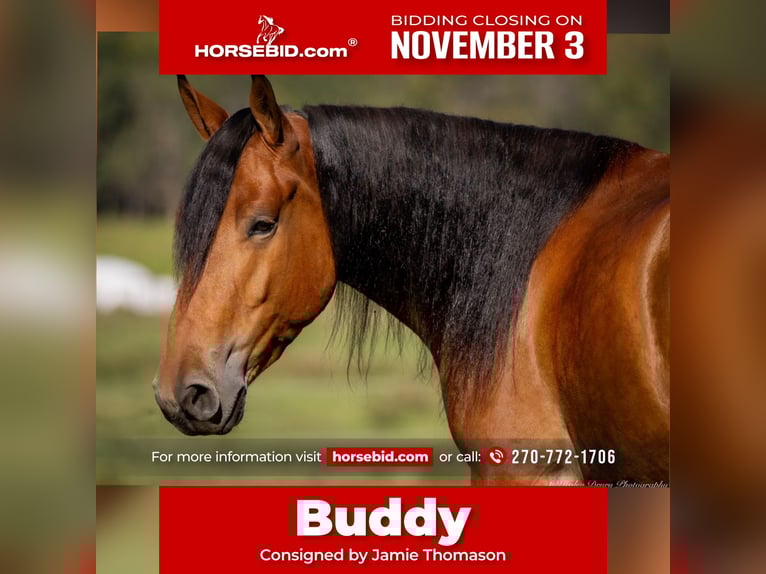 American Quarter Horse Mix Castrone 3 Anni 157 cm Baio ciliegia in Auburn, KY American Quarter Horse Mix Castrone 3 Anni 157 cm Baio ciliegia in Auburn, KY