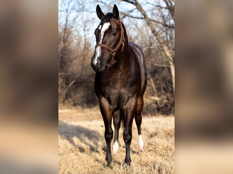 American Quarter Horse Castrone 3 Anni 157 cm Baio roano in Weatherford TX