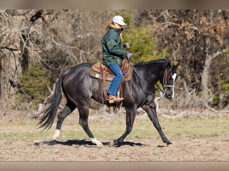 American Quarter Horse Castrone 3 Anni 157 cm Baio roano in Weatherford TX