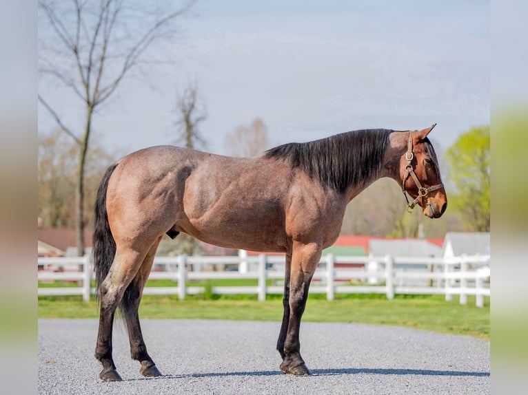 American Quarter Horse Castrone 3 Anni 157 cm Baio roano in Narvon