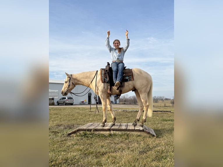 American Quarter Horse Castrone 3 Anni 157 cm Palomino in Kansas City, MO