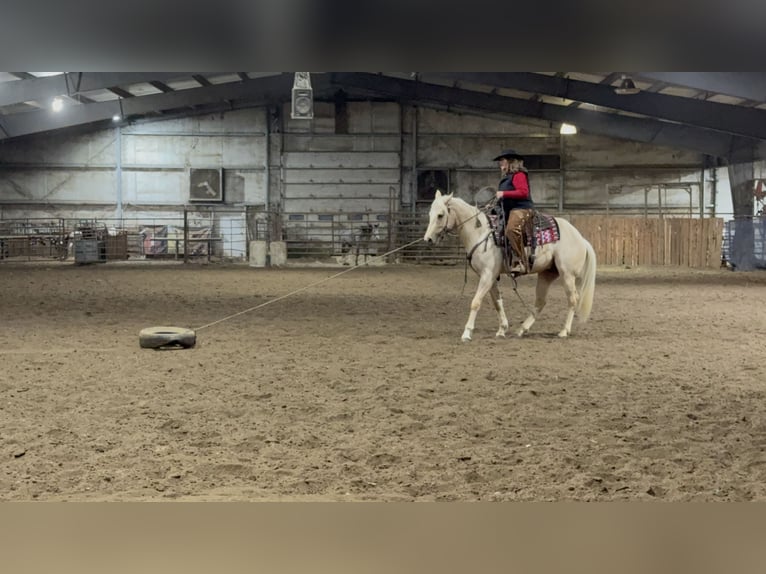 American Quarter Horse Castrone 3 Anni 157 cm Palomino in Kansas City, MO