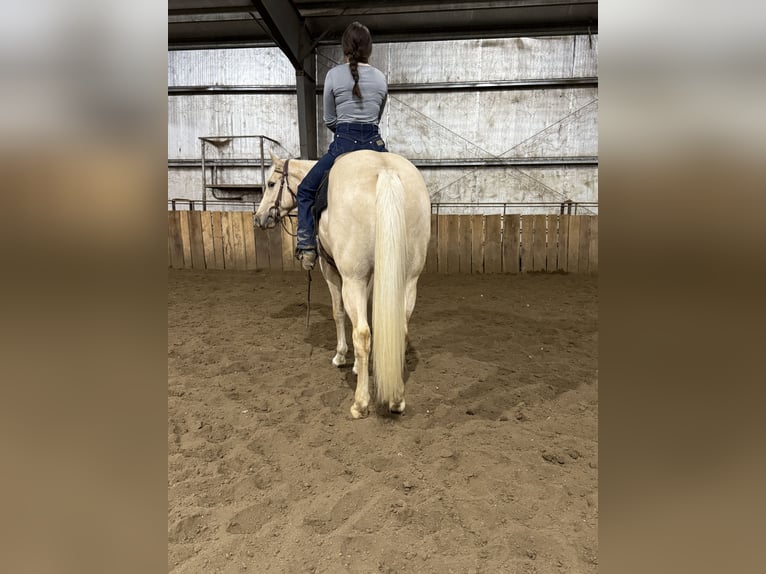 American Quarter Horse Castrone 3 Anni 157 cm Palomino in Kansas City, MO