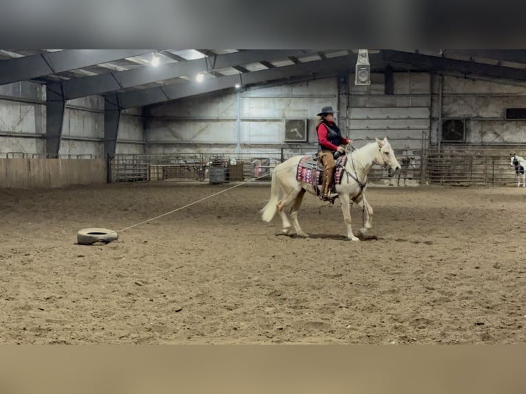 American Quarter Horse Castrone 3 Anni 157 cm Palomino in Kansas City, MO