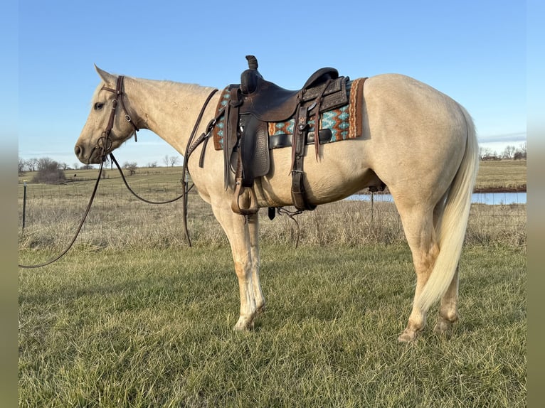 American Quarter Horse Castrone 3 Anni 157 cm Palomino in Kansas City, MO