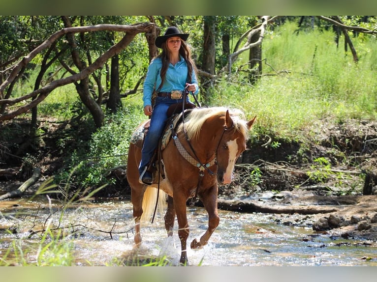 American Quarter Horse Castrone 3 Anni 157 cm Palomino in Irvington, AL