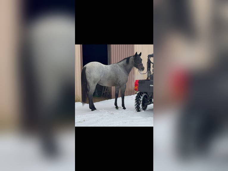 American Quarter Horse Mix Castrone 3 Anni 157 cm Roano blu in Princeville