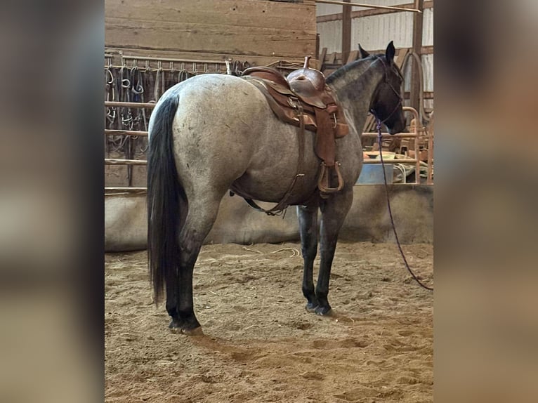 American Quarter Horse Mix Castrone 3 Anni 157 cm Roano blu in Princeville