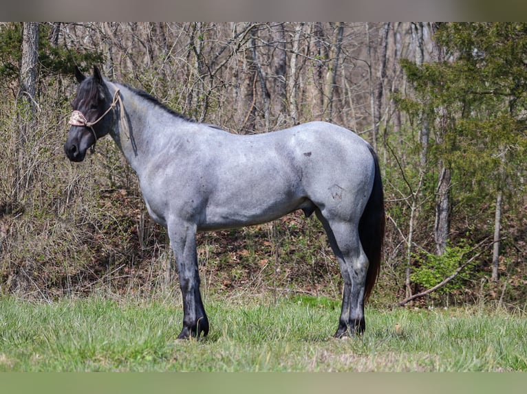 American Quarter Horse Castrone 3 Anni 157 cm Roano blu in FLEMINGSBURG, KY