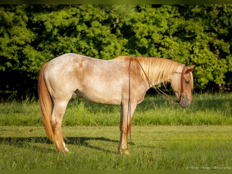 American Quarter Horse Mix Castrone 3 Anni 157 cm Roano rosso in Auburn