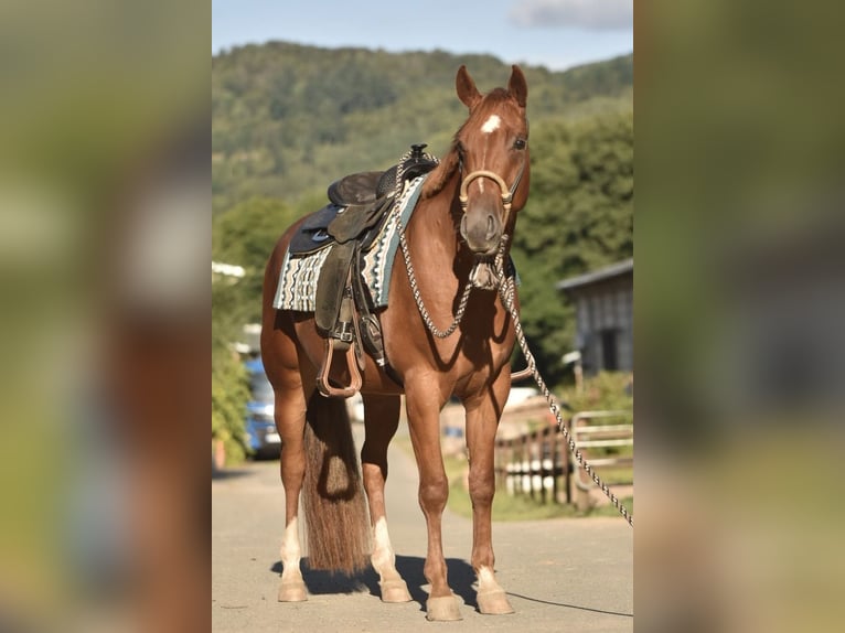 American Quarter Horse Castrone 3 Anni 157 cm Sauro in Floh-Seligenthal