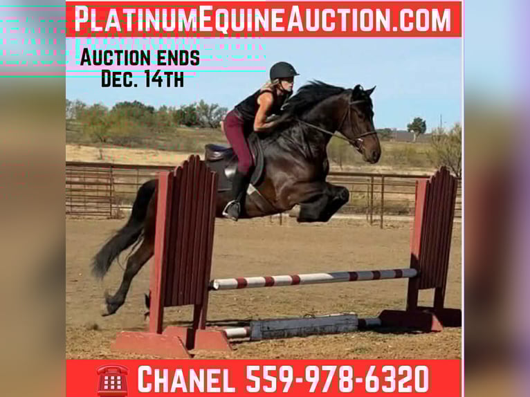 American Quarter Horse Castrone 3 Anni 163 cm Baio ciliegia in Jacksboro TX