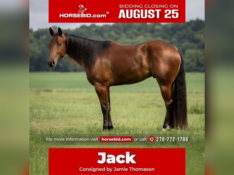 American Quarter Horse Castrone 3 Anni 163 cm Baio ciliegia in Auburn