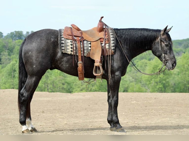 American Quarter Horse Castrone 3 Anni 163 cm Grigio in Beaver Springs