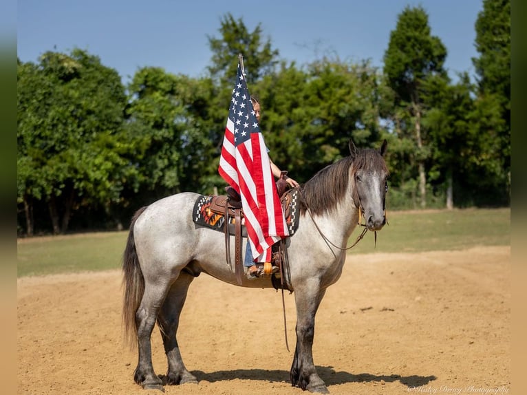 American Quarter Horse Mix Castrone 3 Anni 163 cm Roano blu in Auburn, KY