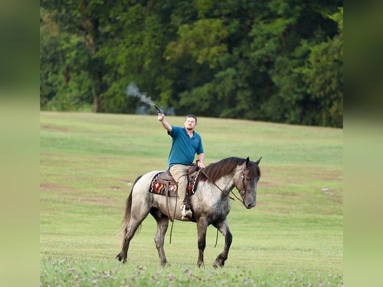 American Quarter Horse Mix Castrone 3 Anni 163 cm Roano blu in Auburn, KY