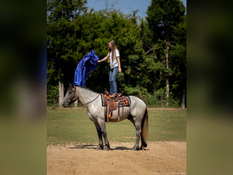 American Quarter Horse Mix Castrone 3 Anni 163 cm Roano blu in Auburn, KY