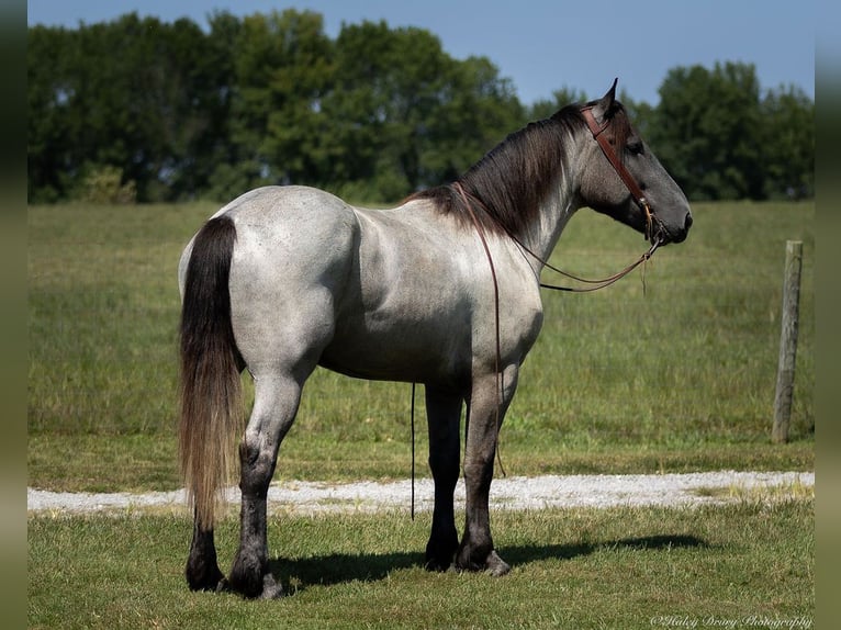 American Quarter Horse Mix Castrone 3 Anni 163 cm Roano blu in Auburn, KY