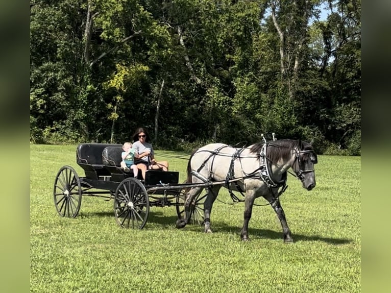 American Quarter Horse Mix Castrone 3 Anni 163 cm Roano blu in Auburn, KY