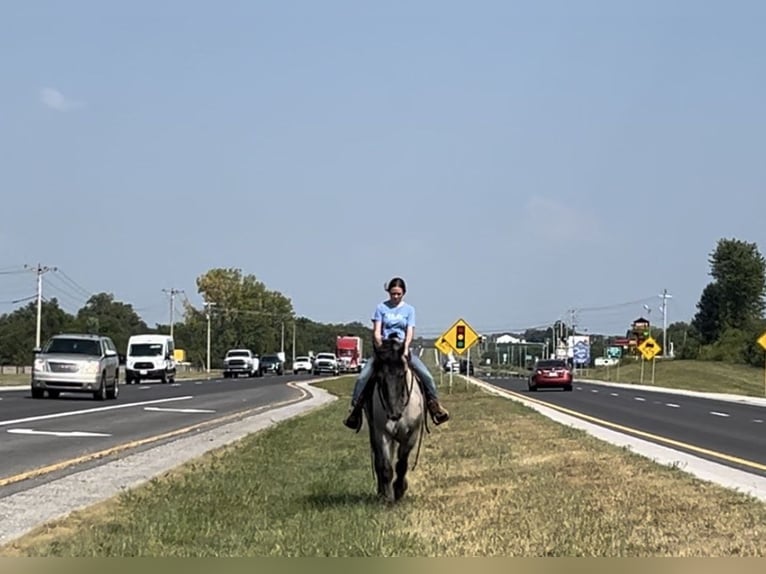 American Quarter Horse Mix Castrone 3 Anni 163 cm Roano blu in Auburn, KY